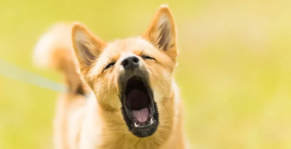chien aboie comment faire stoper nuisance sonore