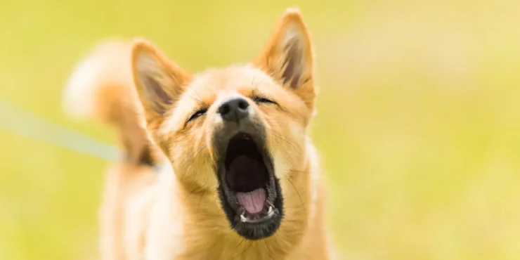 chien aboie comment faire stoper nuisance sonore