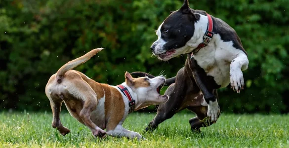 education american amstaff
