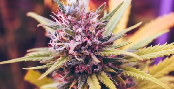 quelles differences entre cbd cbg cbn