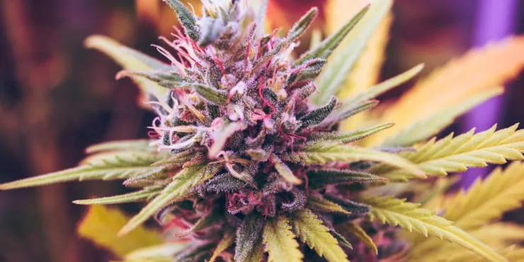 quelles differences entre cbd cbg cbn